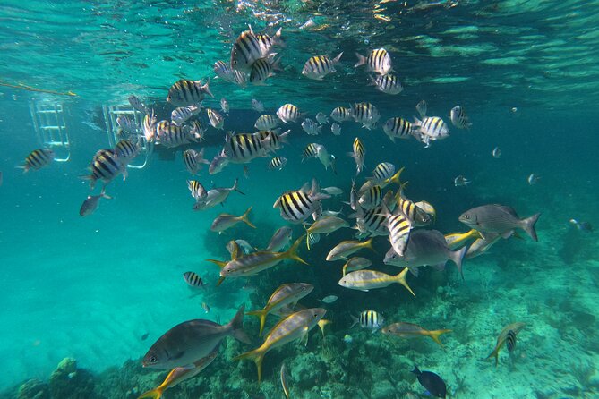 Private Speed Boat for Snorkeling or Fishing in Nassau - 34ft - Leaving Sterling Marina on Paradise Island
