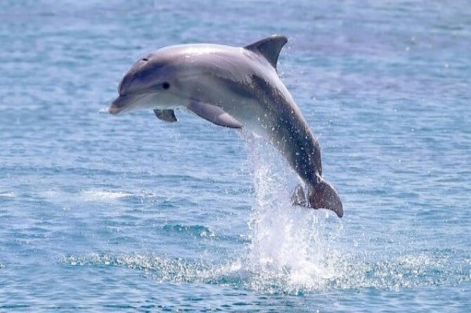 Private Speed Boat Snorkeling with Dolphins Trip - Hurghada - Searching for dolphins at Dolphin House