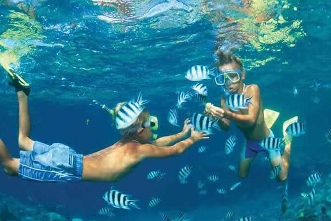 Private Speed Boat Snorkeling with Dolphins Trip - Hurghada - Snorkeling above coral and colorful fish