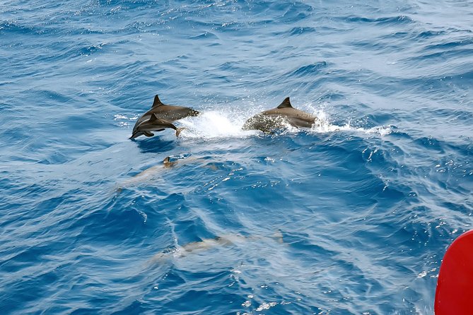 Private Speed Boat to Magawish Island's Hidden Wonders - Hurghada - Dolphin House and the uncertainty of wildlife