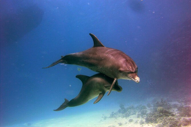 Private Speed Boat to Magawish Island's Hidden Wonders - Hurghada - Booking, cancellation, and useful preparation