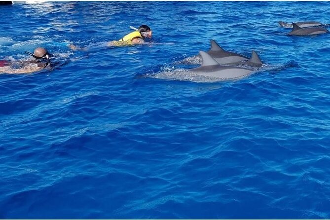 Private Speed Boat Tour and Dolphin Encounter at Ile aux Benitier - The early start, transport, and practical planning