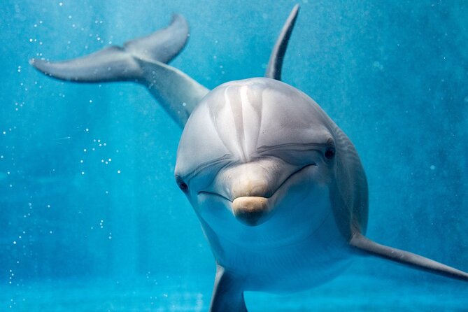 Private Speedboat Excursion Dolphin House Discovery - Hurghada - Leaving Hurghada by speedboat at 8:00 am