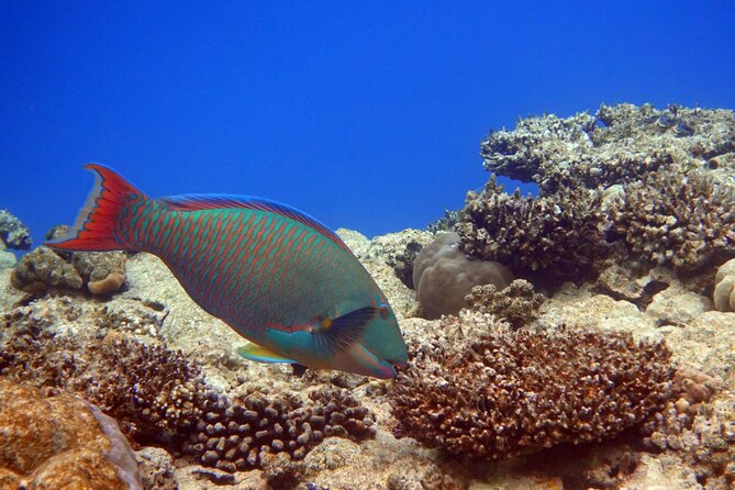 Private Speedboat Excursion Dolphin House Discovery - Hurghada - Snacks, drinks, and comfort on the water