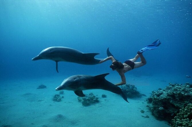 Private Speedboat Excursion Dolphin House Discovery - Hurghada - Timing, pickup, and the best type of day