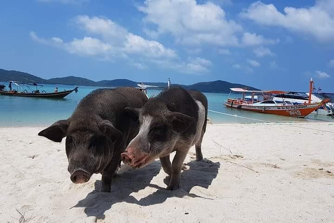 Private Speedboat Koh Tan & Pig Island Snorkeling from Samui - Four hours on a private speedboat