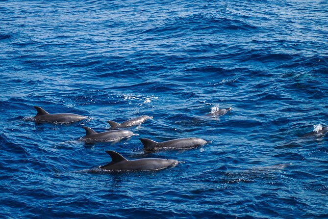 Private Speedboat swimming and Dolphin Watching in Hurghada - Key points at a glance