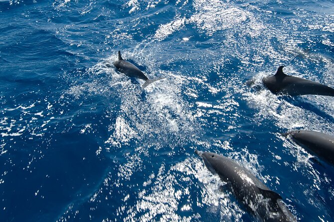 Private Speedboat swimming and Dolphin Watching in Hurghada - Setting out from Hurghada
