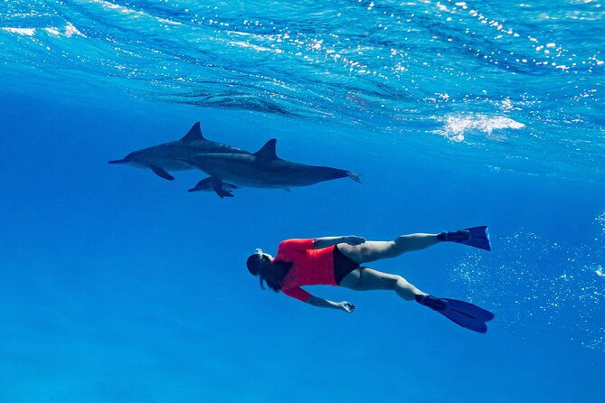 Private Speedboat swimming and Dolphin Watching in Hurghada - What the $52.29 price offers