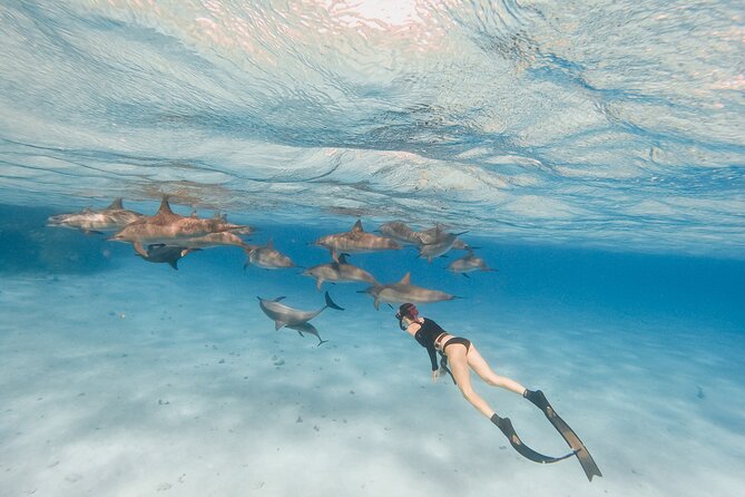 Private Speedboat swimming and Dolphin Watching in Hurghada - Dolphin watching in open water