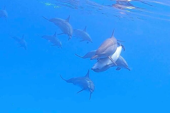 Private Speedboat To Dolphin House With Parasailing - Hurghada - Snorkeling with equipment and a guide