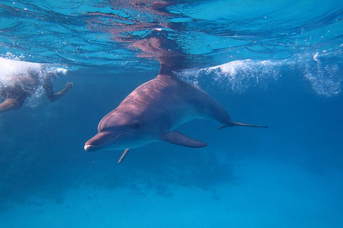 Private Speedboat To Dolphin House With Parasailing - Hurghada - Parasailing above the water