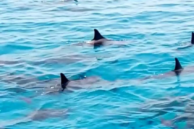 PRIVATE TOUR ! 4-Hours Swiming with dolphins, snorkeling, island by speed boat - Leaving Hurghada for Dolphin House