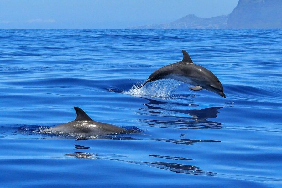 Puerto Colon: Dolphin and Whale Watching Speedboat Cruise - What $77 gets you