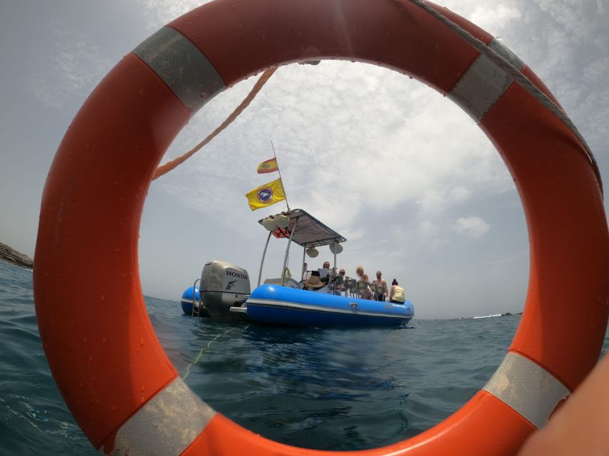 Puerto Colon: Dolphin and Whale Watching Speedboat Tour - What You Might See in the Water