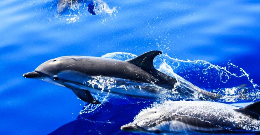 Puerto del Carmen: Dolphin-Watching Speedboat Tour with Swim - Key points to know before you book