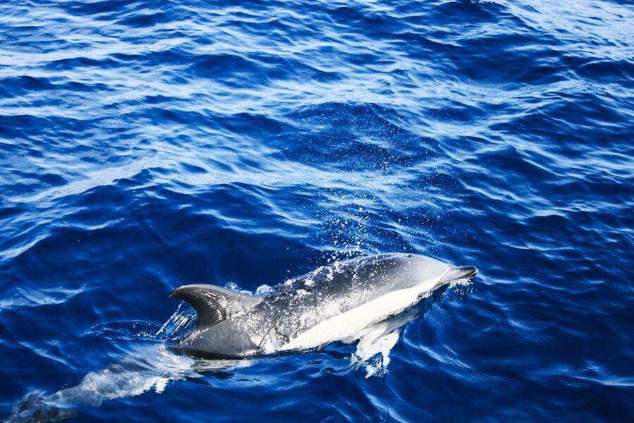 Puerto del Carmen: Dolphin-Watching Speedboat Tour with Swim - Who should book the Puerto del Carmen tour?