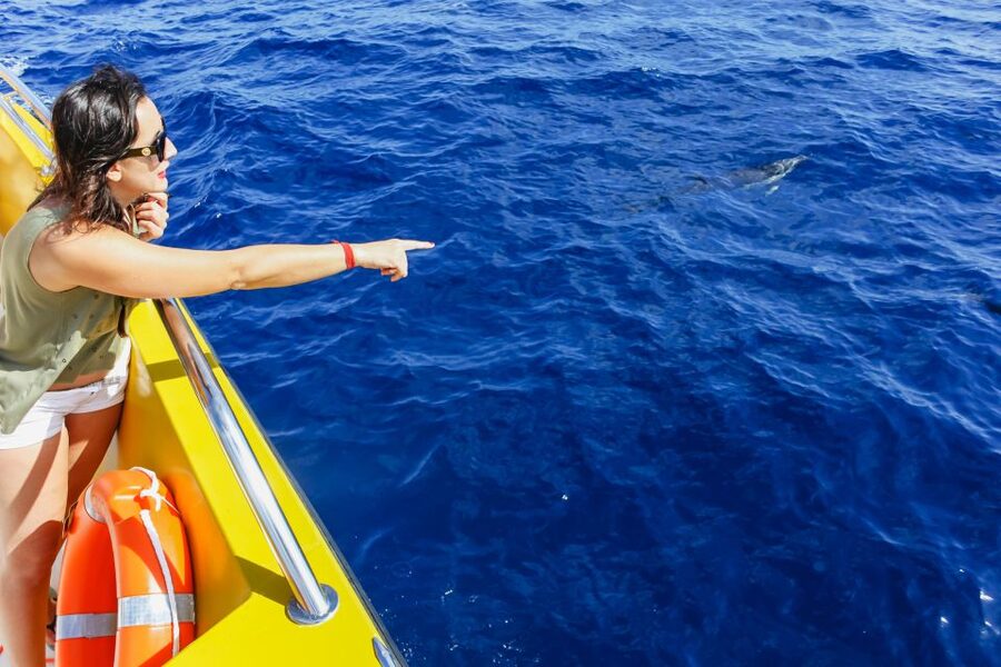 Puerto del Carmen: Dolphin-Watching Speedboat Tour with Swim - Families, swimming, and comfort on board