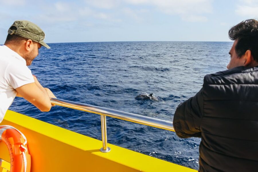 Puerto del Carmen: Dolphin-Watching Speedboat Tour with Swim - Timing, cancellations, and small practical details