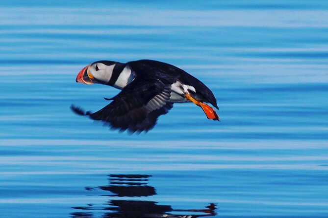 Puffin Express by RIB Speedboat from Reykjavík - Setting out from Reykjavík’s Old Harbour at noon