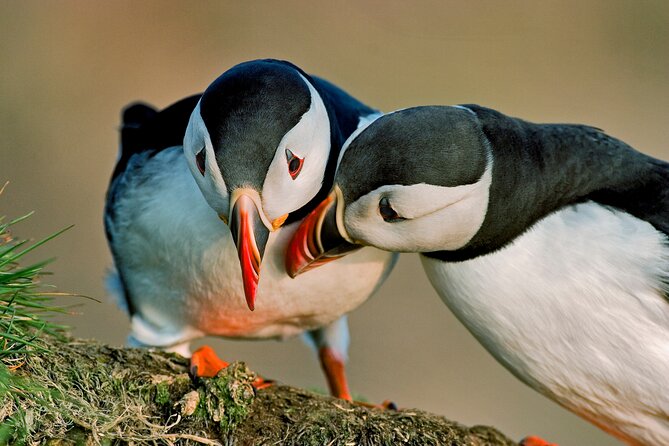 Puffin Express by RIB Speedboat from Reykjavík - Watching puffins along the rocky shore