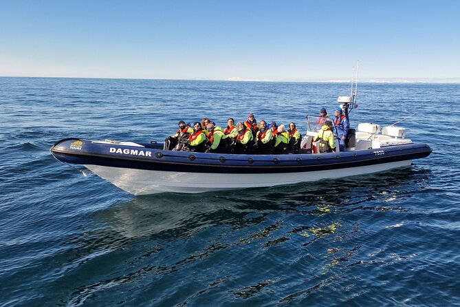 Puffin Express by RIB Speedboat from Reykjavík - What makes the small group worth the price