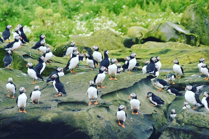 Puffin Express by RIB Speedboat from Reykjavík - Booking, cancellation, and simple planning tips