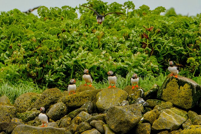 Puffin Watching Speedboat Express - Reaching Videy Island and the nearby puffin habitat