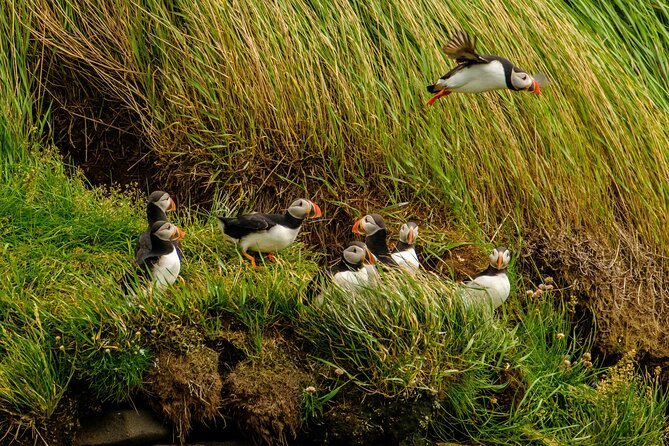 Puffin Watching Speedboat Express - What the puffin encounter feels like