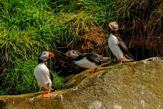 Puffin Watching Speedboat Express - What the $76 price gets you