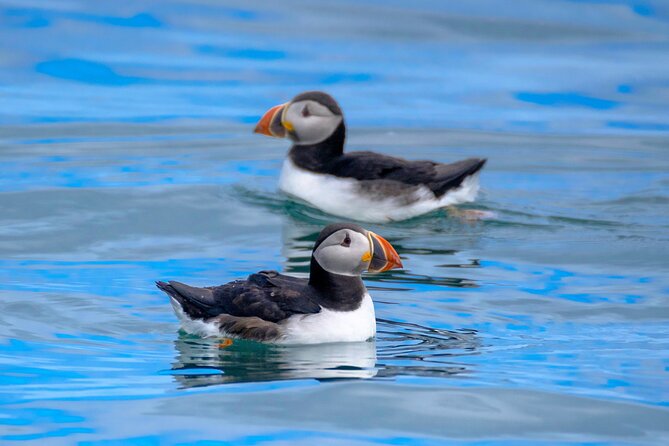 Puffin Watching Speedboat Express - Harpa and the Reykjavík waterfront from the water