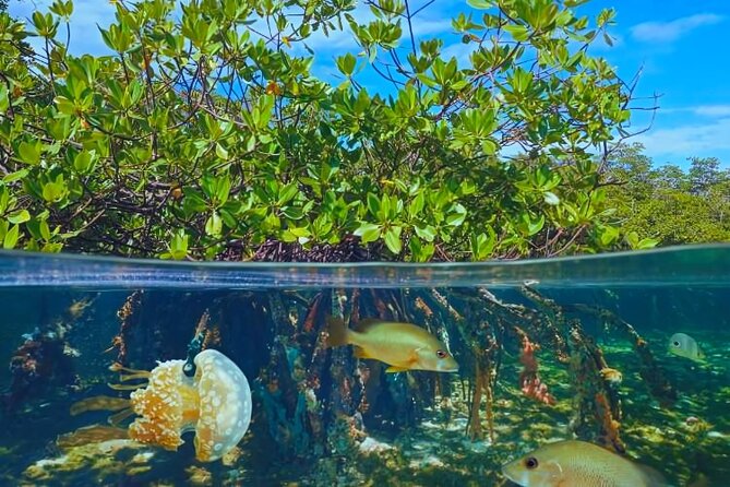 Punta Cana Speed Boat to Saona Island with Lunch & Natural Pools - Returning by speed boat