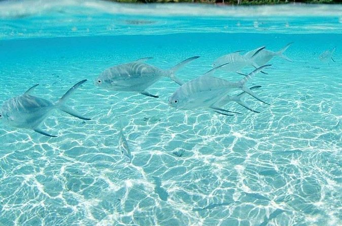 Punta Cana Speed Boat Tour and Snorkeling - What the SNUBA promise really means