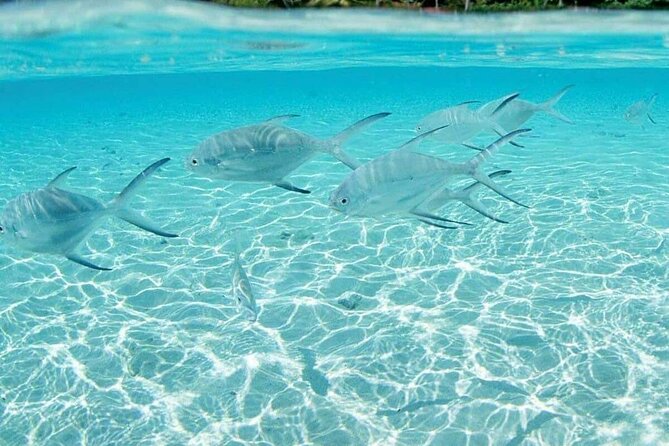 Punta Cana Speed Boat Tour and Snorkeling - Is $225 per person good value?