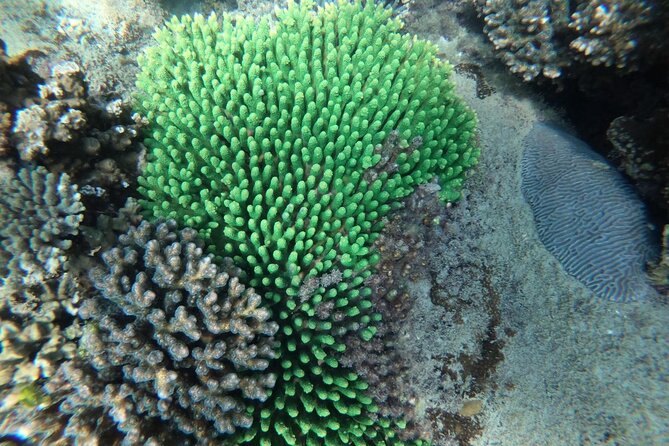 REAL snorkel &island hopping by SPEEDBOAT-EXPLORE CUISINES(MAX12) - Coconut Island and the Second Snorkel