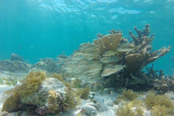 Reef Snorkeling & Jungle Speedboat Adventure with Mayan Ceremony - Booking advice and cancellation rules