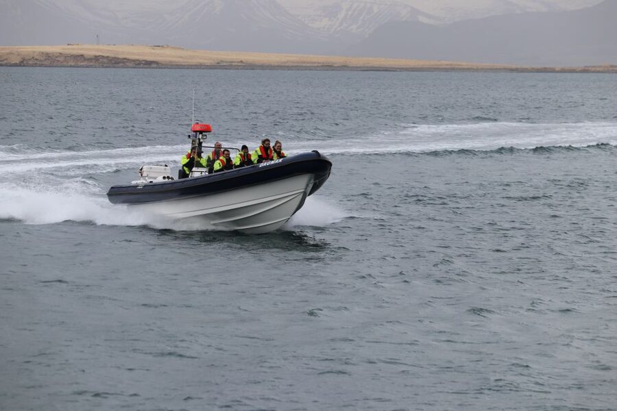 Reykjavik: Puffin Watching Tour by RIB Speedboat - More than puffins: birdlife around Reykjavik Bay