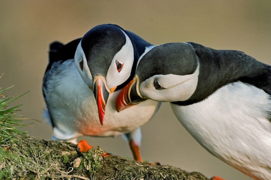 Reykjavik: Puffin Watching Tour by RIB Speedboat - Who will enjoy this puffin tour most?