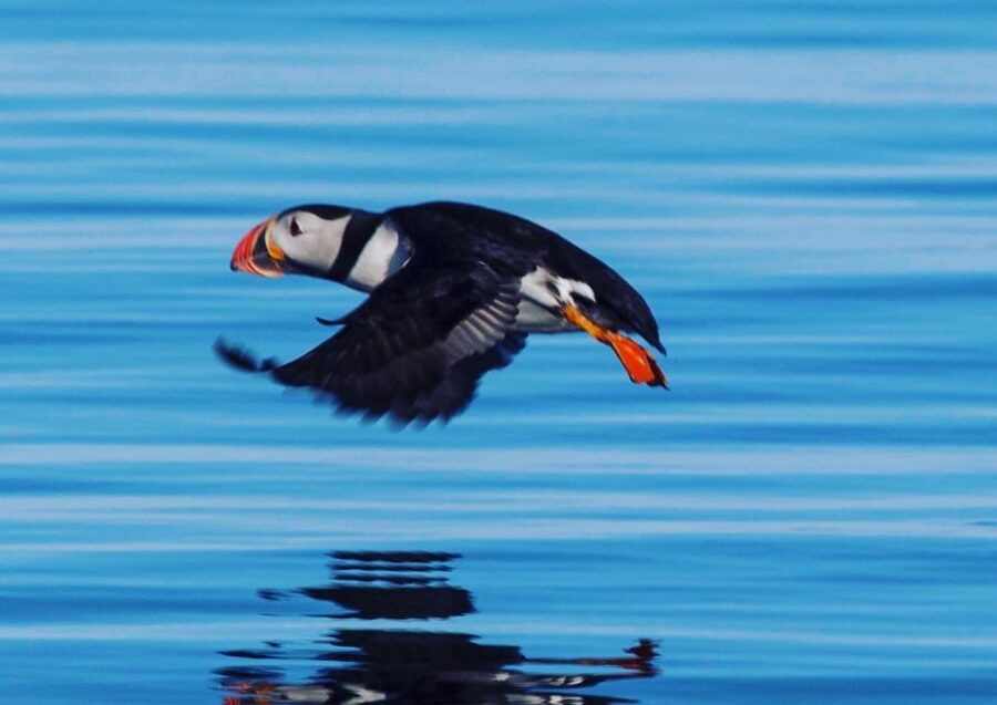 Reykjavik: Puffin Watching Tour by RIB Speedboat - The RIB ride to Lundey and Akurey