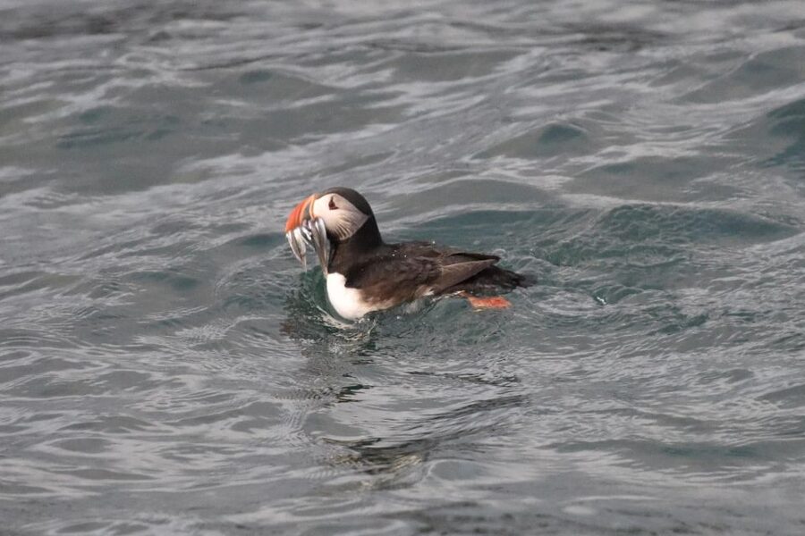 Reykjavík: RIB Speed-Boat Puffin Watching Tour - Starting at the Reykjavík harbor huts