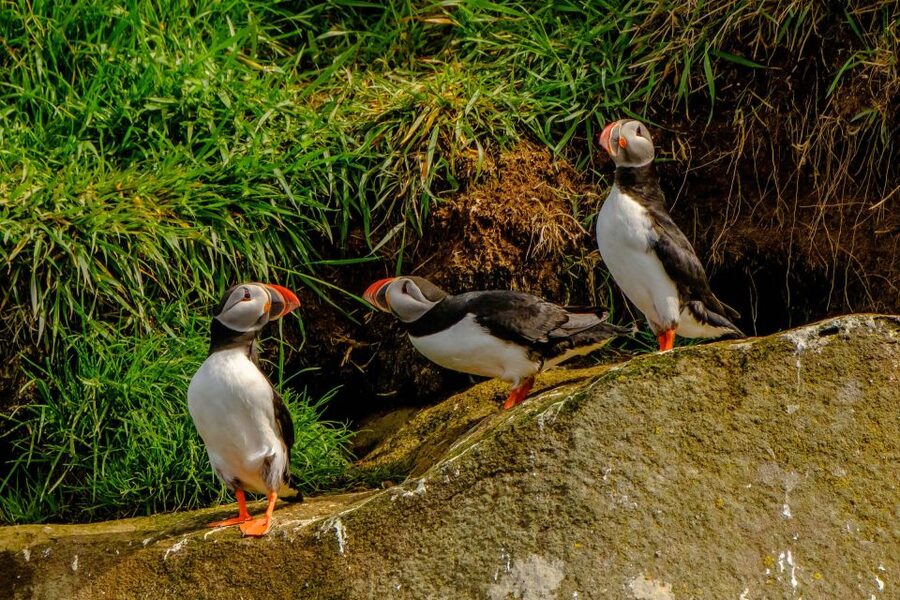 Reykjavík: RIB Speed-Boat Puffin Watching Tour - The ride itself: exciting, but not soft