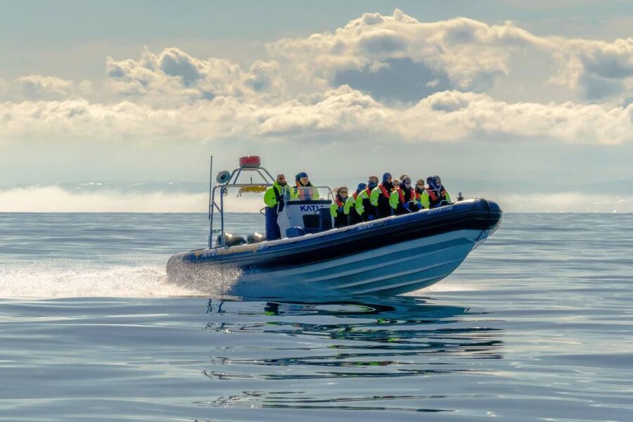 Reykjavík: RIB Speed-Boat Puffin Watching Tour - Is $81 a fair price for one hour?