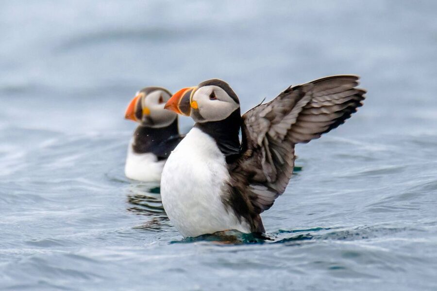 Reykjavík: RIB Speed-Boat Puffin Watching Tour - Suiting up for a fast boat ride