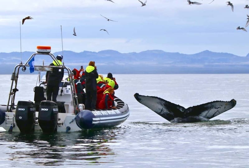 Reykjavik: Whale and Puffin Watching RIB Boat Tour - Key points before you book