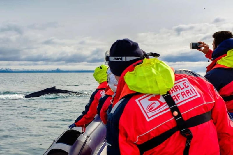 Reykjavik: Whale and Puffin Watching RIB Boat Tour - Puffin islands and the summer season