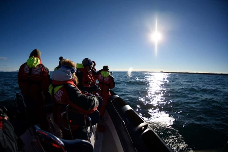 Reykjavik: Whale and Puffin Watching RIB Boat Tour - Searching for whales, dolphins, and porpoises