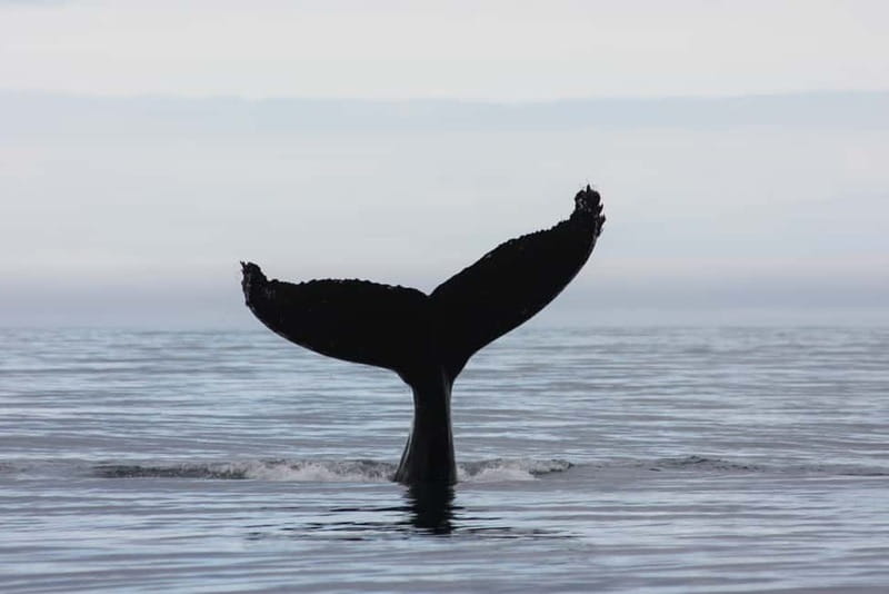 Reykjavik: Whale and Puffin Watching RIB Boat Tour - Why the marine biologist matters