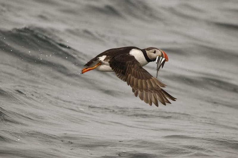Reykjavik: Whale and Puffin Watching RIB Boat Tour - What the RIB ride really feels like