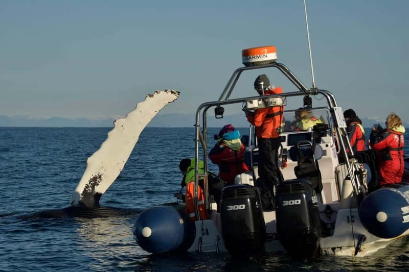 Reykjavik: Whale and Puffin Watching RIB Boat Tour - Weather, timing, and the best way to prepare