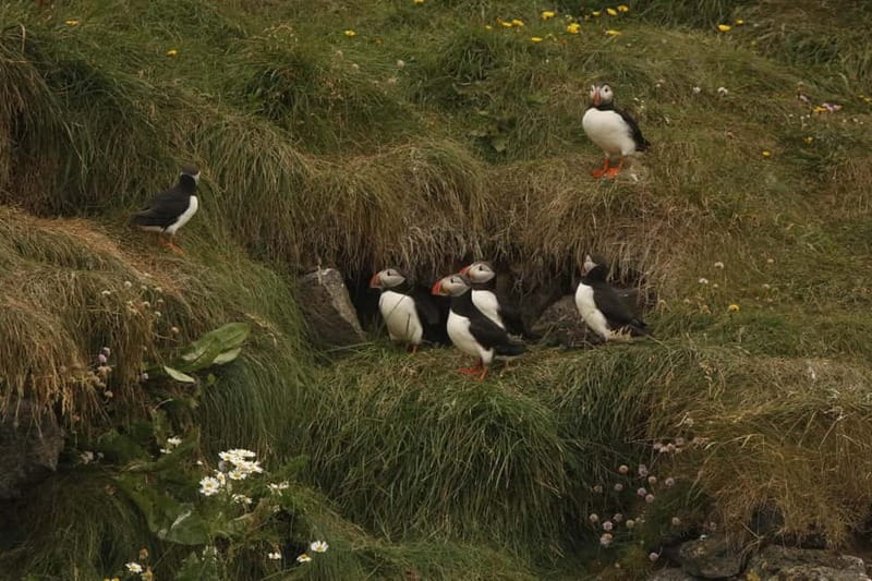 Reykjavik: Whale and Puffin Watching RIB Boat Tour - Who will enjoy this most?